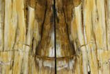 Tall, Colorful Petrified Wood Bookends - Washington #162904-1